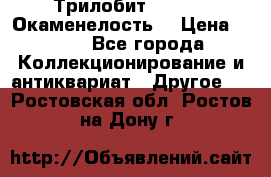 Трилобит Asaphus. Окаменелость. › Цена ­ 300 - Все города Коллекционирование и антиквариат » Другое   . Ростовская обл.,Ростов-на-Дону г.